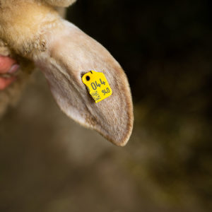 Ersatzohrmarke visuell